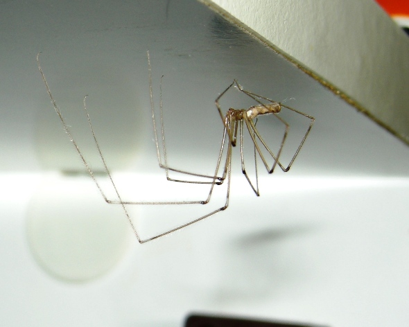 Pholcus phalangioides